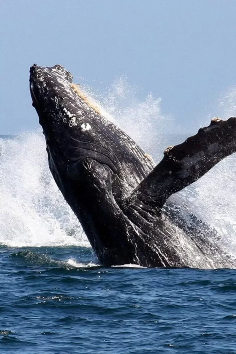 Cape Whale Route Tour Hermanus