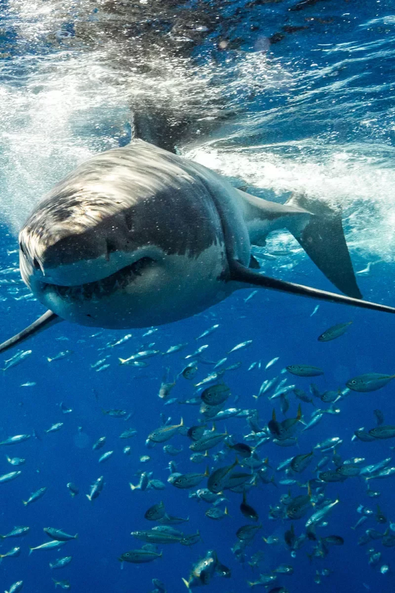 Great White Shark Diving Tour