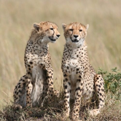Phinda Private Game Reserve