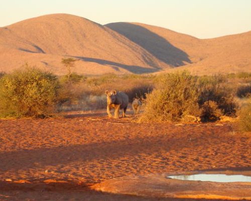 Tswalu Kalahari Reserve