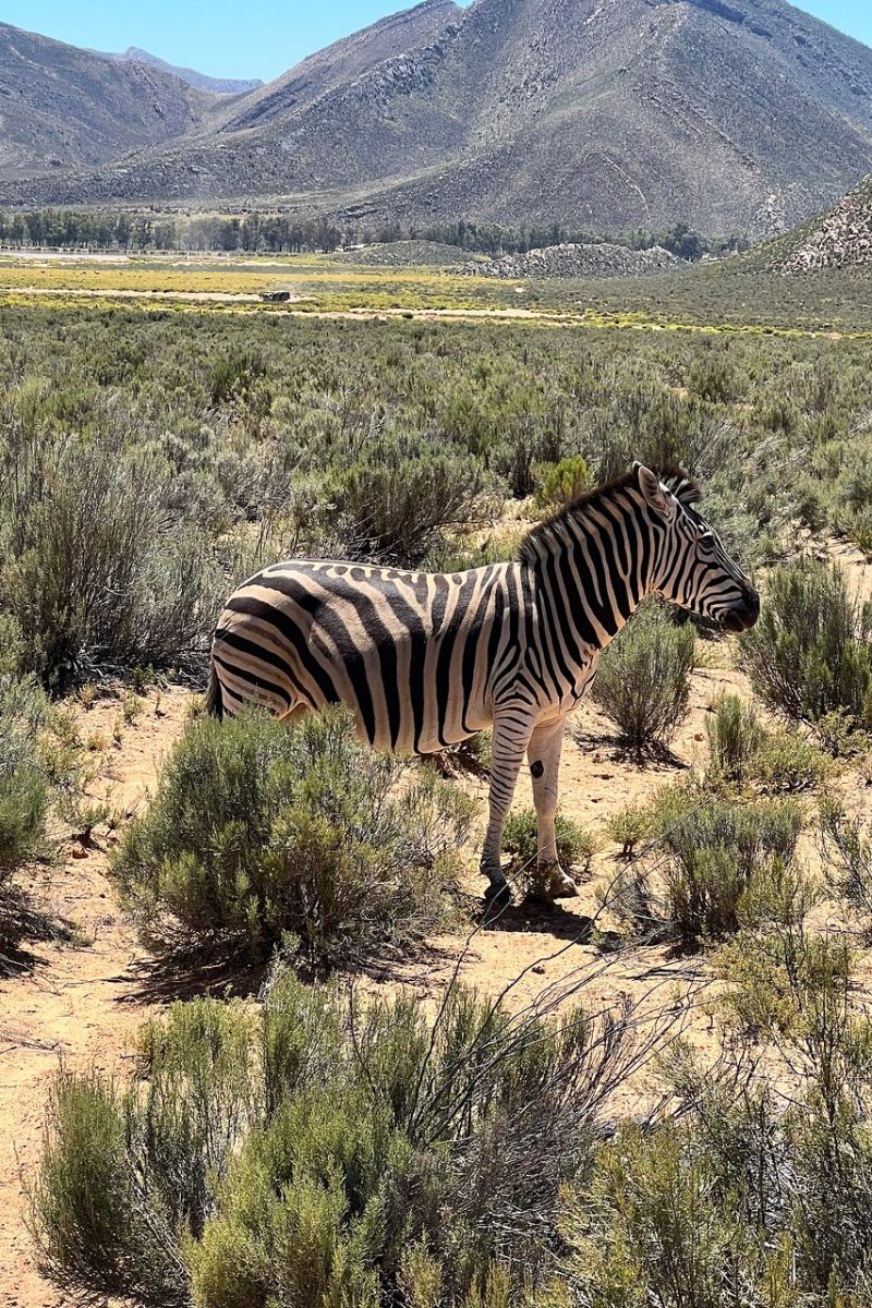 Full Day Aquila Game Reserve Tour