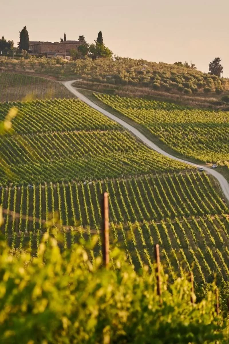 Full Day Wineland Tour
